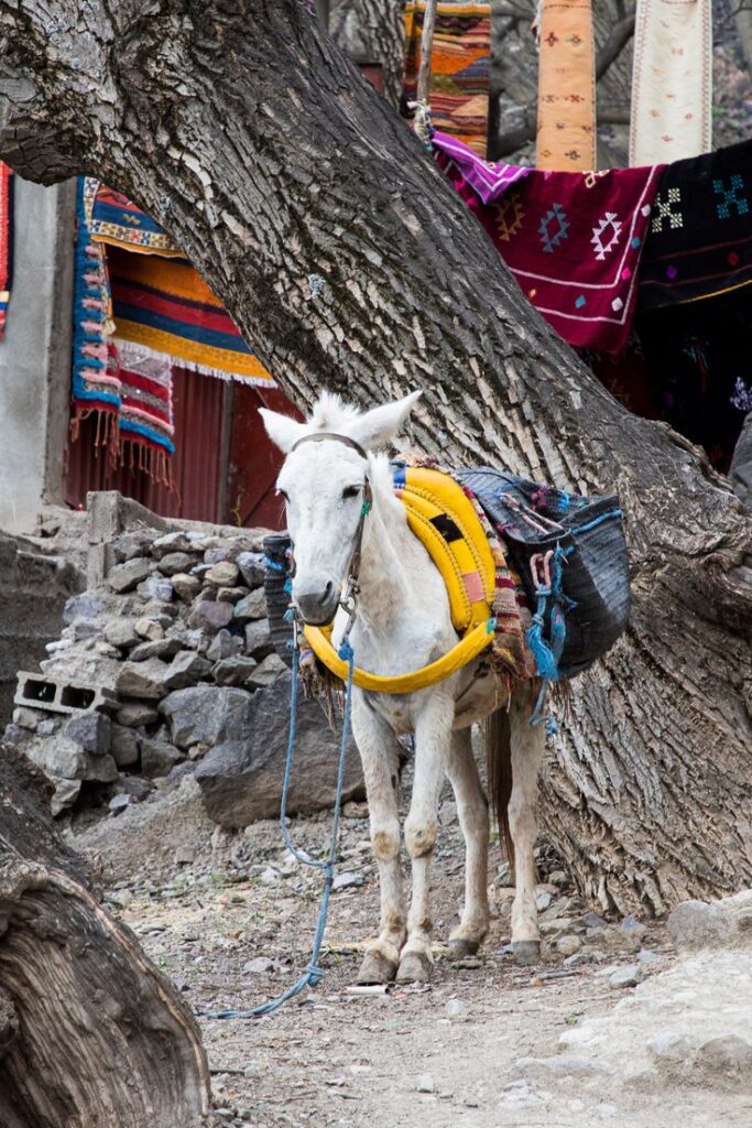 The High Atlas Mountains in Morocco — to what place (1)