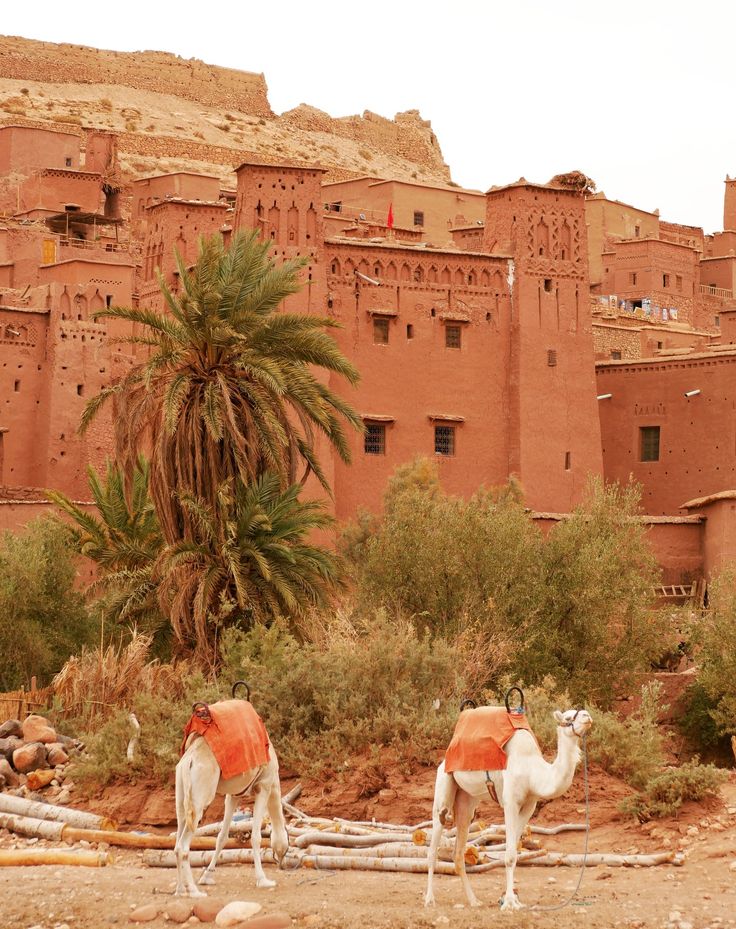 With the Marrakech to Merzouga and Fes 3-day small…