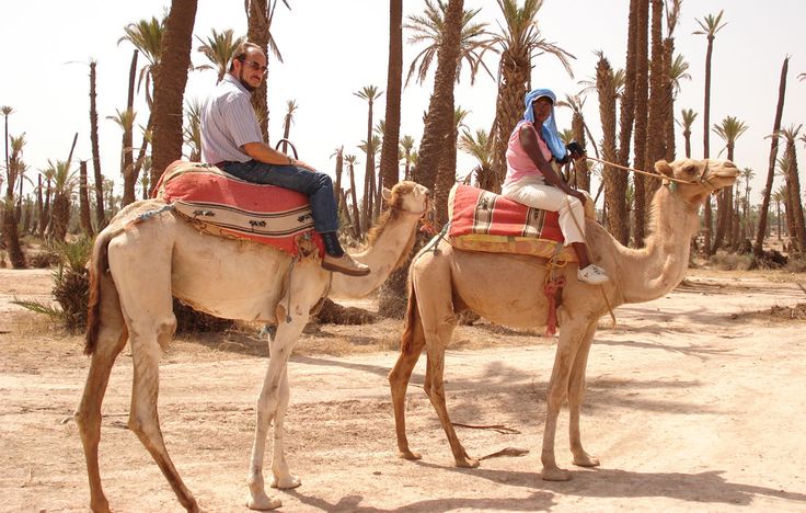 Balade en chameau à Marrakech De votre hôtel, on…