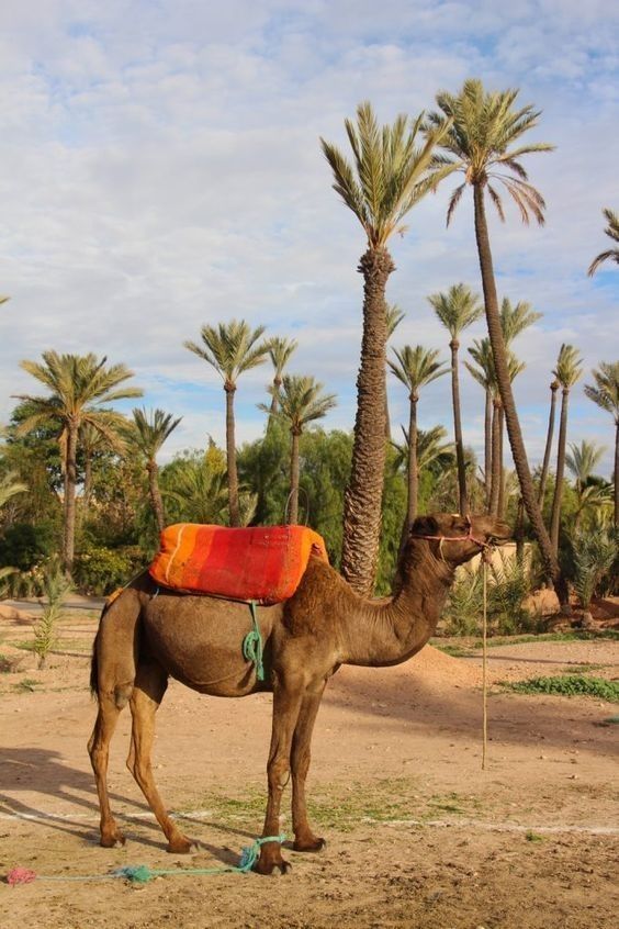 Camel Ride Marrakech