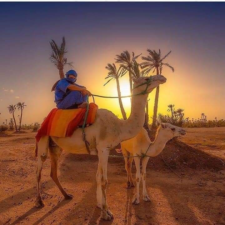 Marrakech camel ride